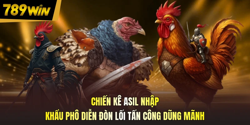 Chiến kê Asil nhập khẩu phô diễn đòn lối tấn công dũng mãnh