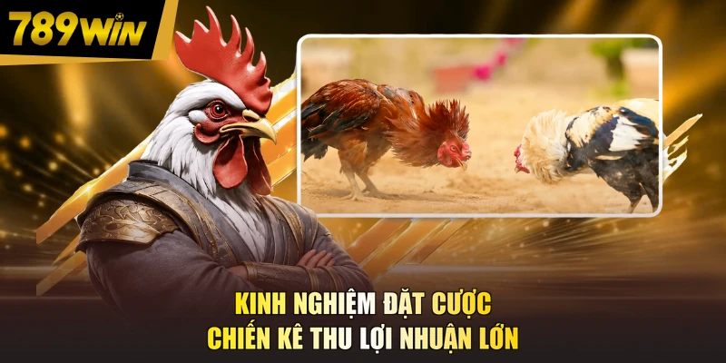 Kinh nghiệm đặt cược chiến kê thu lợi nhuận lớn