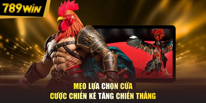 Mẹo lựa chọn cửa cược chiến kê tăng chiến thắng