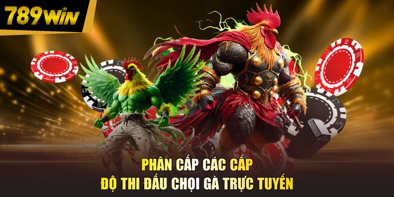Phân cấp các cấp độ thi đấu chọi gà trực tuyến